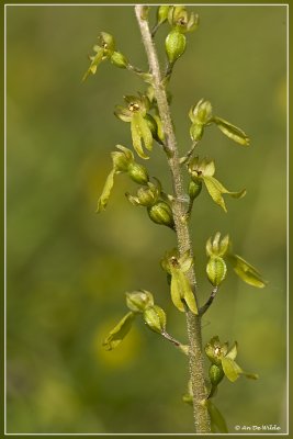 Grote keverorchis - Neottia ovata