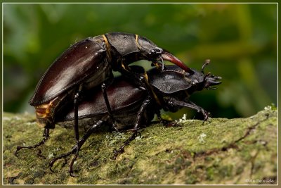 Paring Vliegend hert - Lucanus cervus