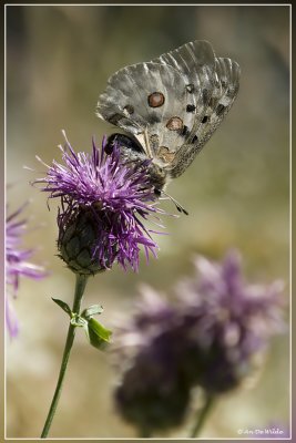 Apollovlinder (Parnassius apollo)