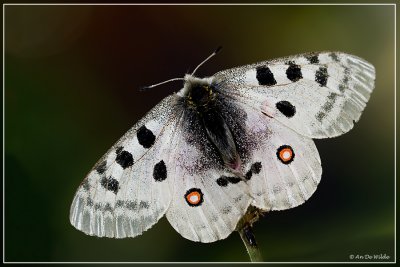 Apollovlinder (Parnassius apollo)