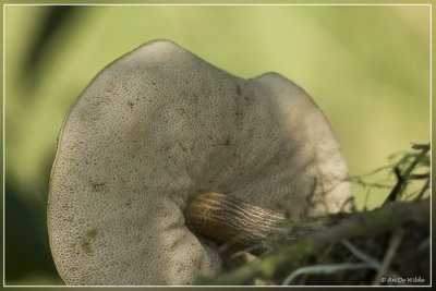 under the HEAD of a mushroom 