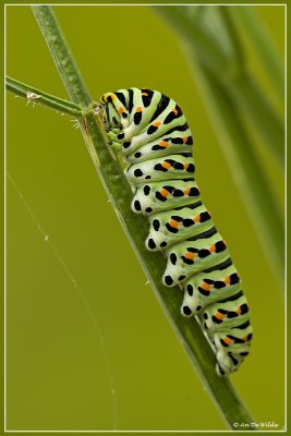 Koninginnepagerups - Papilio machaon