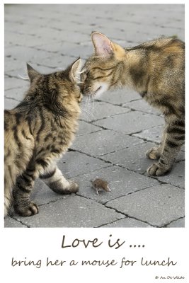Love is .....