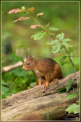 Rode eekhoorn - Sciurus vulgaris