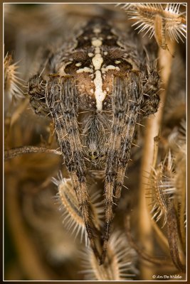 Kruisspin - Araneus diadematus