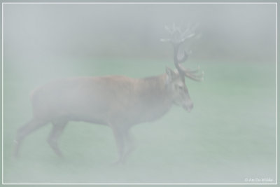 edelhert in de mist