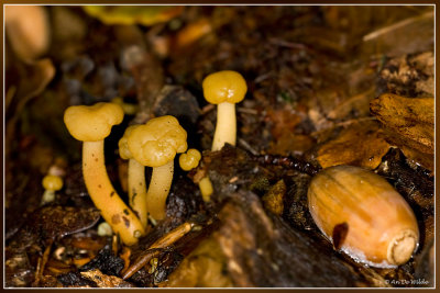 Groene glibberzwam - Leotia lubrica