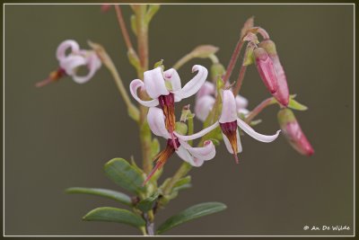 Kleine veenbes - Vaccinium oxycoccos