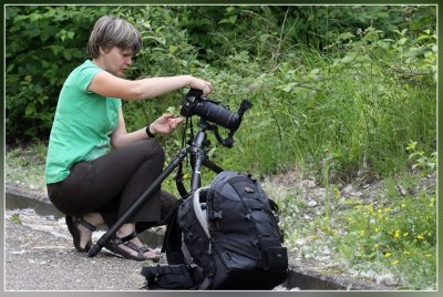 bijenorchissen fotograferen