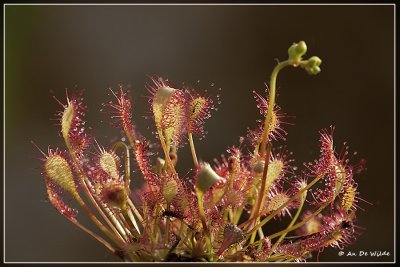 Kleine zonnedauw - Drosera intermedia