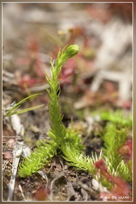 Moeraswolfsklauw - Lycopodium inundatum