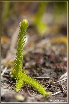 Moeraswolfsklauw - Lycopodium inundatum