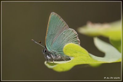 Groentje - Callophrys rubi