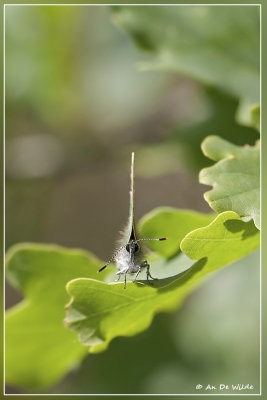Groentje - Callophrys rubi