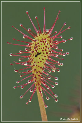 Kleine zonnedauw - Drosera intermedia
