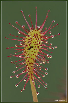 Kleine zonnedauw - Drosera intermedia