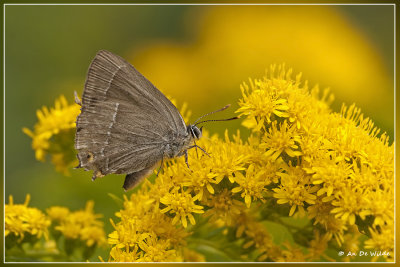 Eikenpage - Favonius quercus