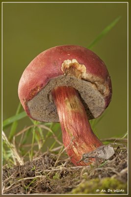 Rode Boleet - Boletus rubellus