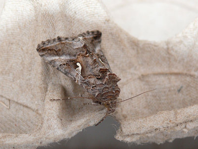 Gamma-uil - Autographa gamma