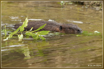 Europese Bever - Castor fiber