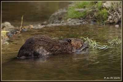 Europese Bever - Castor fiber