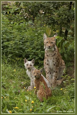 Lynxen-familie