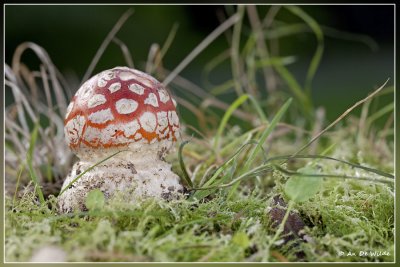 Vliegenzwam - Amanita muscaria