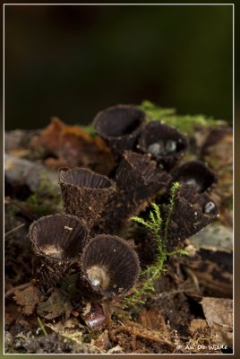 Gestreept nestzwammetje - Cyathus striatus