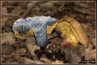 inktboleet (Boletus pulverulentus)