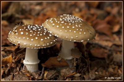 Panteramaniet - Amanita pantherina