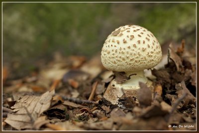 Gele knolamaniet - Amanita citrina