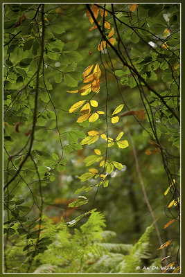 herfst op komst