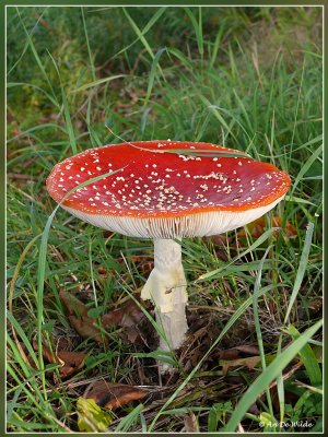 Vliegenzwam - Amanita muscaria