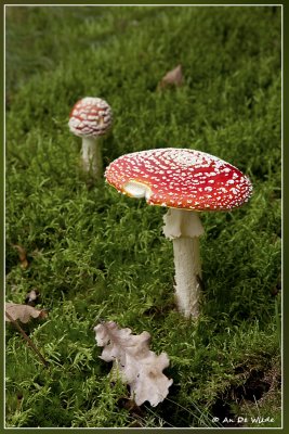 Vliegenzwam - Amanita muscaria