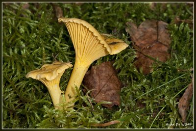 Hanenkam - Cantharellus cibarius