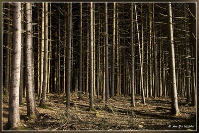 aan de rand van donker bos..