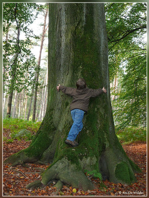 Week van het bos