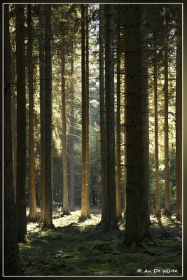 doorkijkje in het donker bos