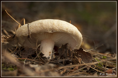 Donzige melkzwam - Lactarius pubescens ?