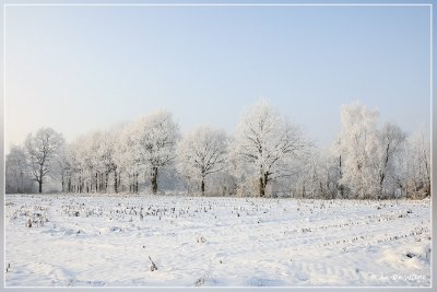 Olen in winter