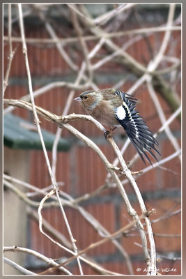 Vink