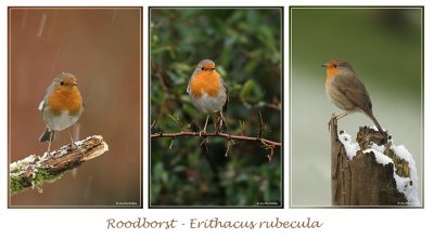 Roodborst - Erithacus rubecula
