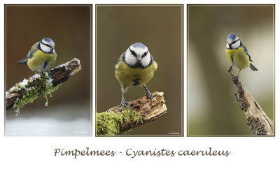 Pimpelmees - Cyanistes caeruleus