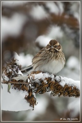 Rietgors - Emberiza schoeniclus