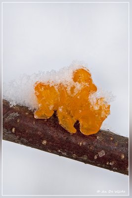Gele trilzwam
