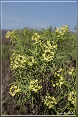 Euphorbia regis-jubae ?