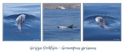 Grijze dolfijn - Grampus griseus