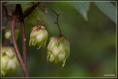 Hop -Humulus lupulus