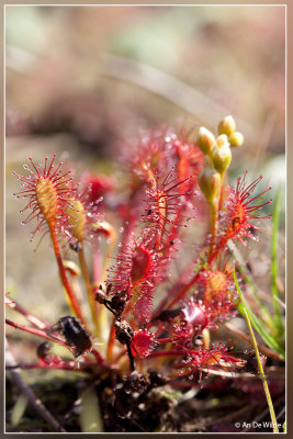 Kleine zonnedauw - Drosera intermedia