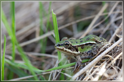groene kikker